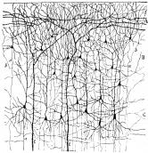 The classical picture of a neuronal network such as can be found in the cerebral cortex. The picture was prepared/drawn by the Spanish neuroanatomist Ramon y Cajo, who was awarded the Nobel Prize in 1906 for his work. (Photo: Kindly provided by Ad Aertsen)